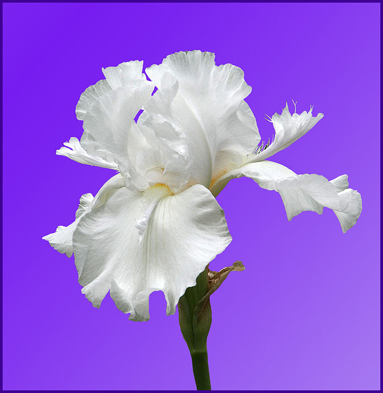 Delicate White IRIS   Copy